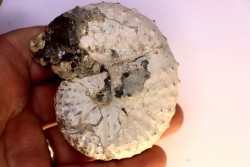 Discoscaphites conradi  Maestrichtien  Fox Hill formation  Wyoming - USA