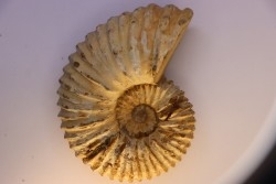 Newboldiceras asiaticum - Cenomanien - Atsimo- Andrefana, Madagascar