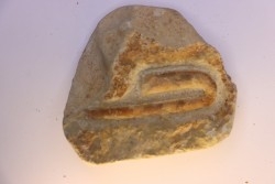 Hamulina astieri  Barrémien  Gard, France