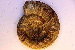 Prodactylioceras davoe - Carixien - Nancy (54) FRANCE