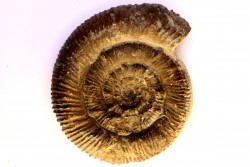 Prodactylioceras davoe - Carixien - Nancy (54) FRANCE