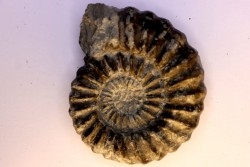 Aegoceras capricornus - Carixien - Nancy (54) FRANCE