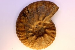 Hourcqiella bererensis - Campanien - MADAGASCAR