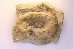 Acrioceras sarasini - Barrémien - Ardeche, France