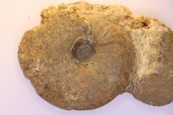 Gleviceras subguilbalianum - upper Sinemurian  - Pulnoy, FRANCE