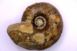 Pachyceras praelamberti - callovien - Villers sur Mer - France