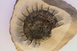 Porpoceras verticosum - Toarcien - Brionnais, France