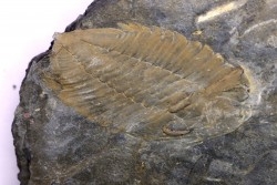 Eodalmanitina destombesi - lower ordovician - Llandeilo séries - Valongo - PORTUGAL