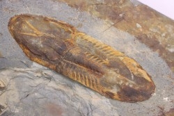 Ectillaenus giganteus - ordovicien inférieur - Llandeilo séries - Valongo - PORTUGAL