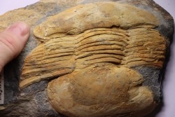 Ectillaenus giganteus - ordovicien inférieur - Llandeilo séries - Valongo - PORTUGAL