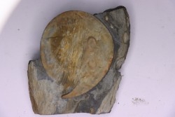 Nobiliasaphus nobilis - lower ordovician - Llandeilo séries - Valongo - PORTUGAL