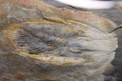 Nobiliasaphus nobilis - lower ordovician - Llandeilo séries - Valongo - PORTUGAL
