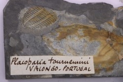 Placoparia tournensini - ordovicien inférieur - Llandeilo séries - Valongo - PORTUGAL