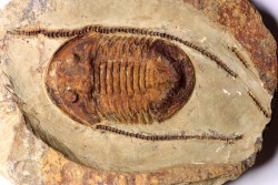 Asaphellus fezouatensis - floien, ordovicien - fezouata Fmt - Zagora, Maroc