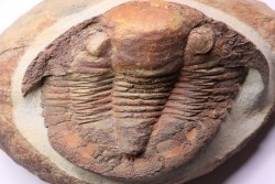 Platypeltoides carmenae - ordovicien - Guelmin , Maroc