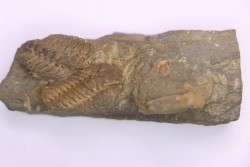 bloc avec 3 Geesops gallicus - eifelien inférieur  - Vireux - FRANCE