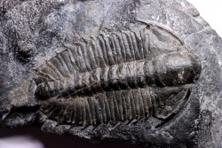 Olenoides suberbus - Cambrian - Marjum formation - Millard County, Utah - USA