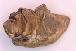 Lophiodon sp. - Lutétien - Robiac, France