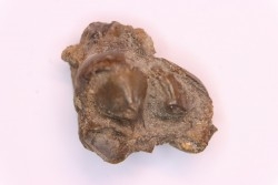 Lophiodon sp. - Lutétien - Robiac, France