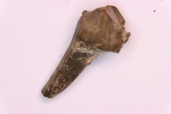 Lophiodon sp. - Lutétien - Robiac, France
