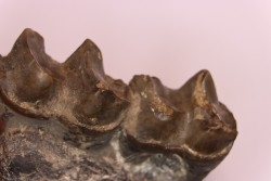 Lophiodon sp. - Lutétien - Robiac, France
