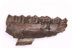 Palaeotherium medium - Lutetian - Sainte Radegonde, France