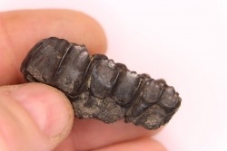 Palaeotherium medium - Lutetian - Sainte Radegonde, France