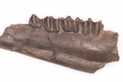 Palaeotherium medium - Lutetian - Sainte Radegonde, France
