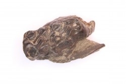 Palaeotherium medium - Lutetian - Sainte Radegonde, France