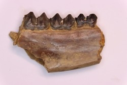 Palaeotherium medium - Lutetian - Sainte Radegonde, France