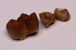 Ocepeia daouiensis - Middle Paleocene  - Oued Zem, MOROCCO
