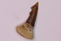 Dent rostrale de poisson scie PATHOLOGIQUE : Onchopristis numidus