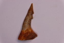 Dent rostrale de poisson scie PATHOLOGIQUE : Onchopristis numidus