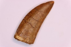 dent de dinosaure: Carcharodontosaurus saharicus - CENOMANIEN - Kem Kem , MAROC