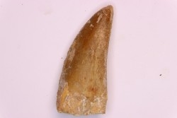 dent de dinosaure: Carcharodontosaurus saharicus - CENOMANIEN - Kem Kem , MAROC