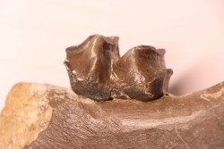 Lophiodon sp. - Lutétien - Robiac, France