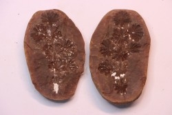 Annularia sphenophylloides  - carboniferous - Mazon creek - Essex, - Illinois - USA