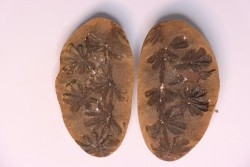 Nodule de fougère: Annularia sphenophylloides - carbonifère - Mazon creek - Essex, - Illinois - USA