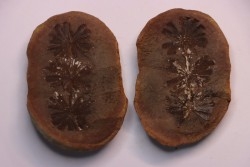 Annularia sphenophylloides  - carboniferous - Mazon creek - Essex, - Illinois - USA