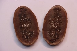 Nodule de fougère: Annularia sphenophylloides - carbonifère - Mazon creek - Essex, - Illinois - USA