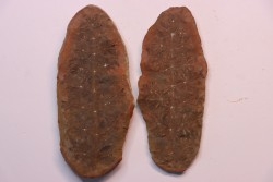 Annularia sphenophylloides  - carboniferous - Mazon creek - Coal City, - Illinois - USA