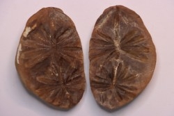 Annularia inflata  - carboniferous - Mazon creek - Coal City, Illinois - USA