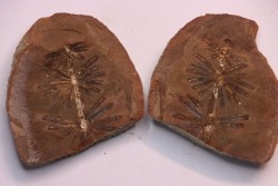 Nodule de fougère: Annularia radiata - carbonifère - Mazon creek - Coal City, Illinois - USA