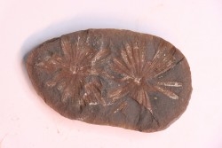 Nodule de fougère: Annularia radiata - carbonifère - Stannton Fmt - Terre Haute, Indiana- USA