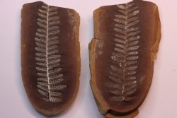 Nodule de fougère: Crenulopteris acadica - carbonifère - Mazon creek - Illinois - USA