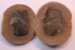 Nodule de fougère: Cyclopteris orbicularis - carbonifère - Mazon creek - Illinois - USA