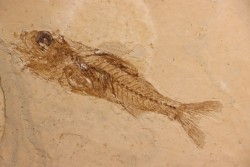 DAPALIS MACRURUS - oligocène de Provence - FRANCE