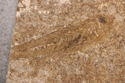 DAPALIS MACRURUS - stampian - Provence - France