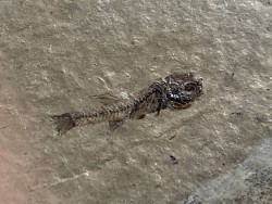 PROLEBIAS GORETI - Oligocene - Provence - France