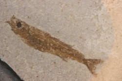 fossile fish :  Hemitrichas vardinis - éocéne - Ales area (30) - France